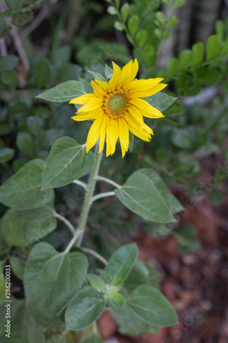 yellow flower of sunflower