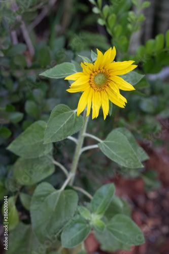 yellow flower in the garden