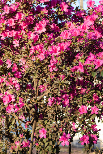 pink flowers in the garden