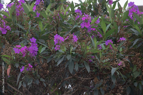 flowers in the garden