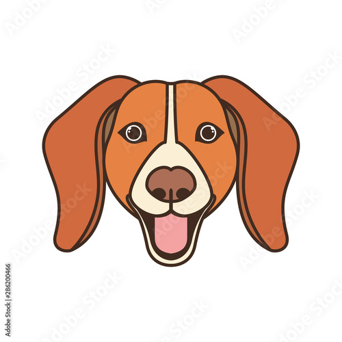 head of cute beagle dog on white background