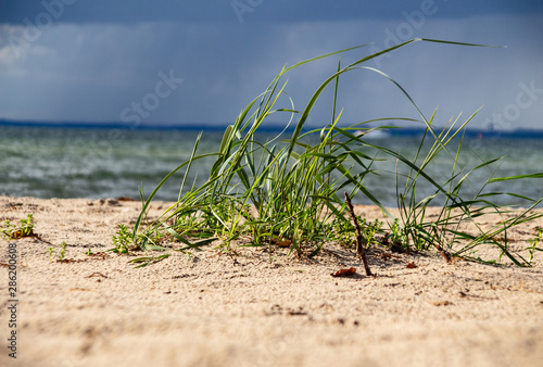 Gras am meer 