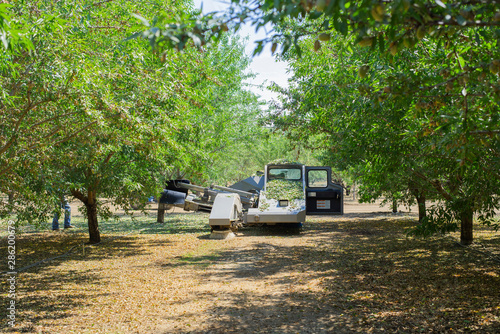 almond tree shaker shaking trees, leaves falling from trees being shaken, tree shaker during harvest season