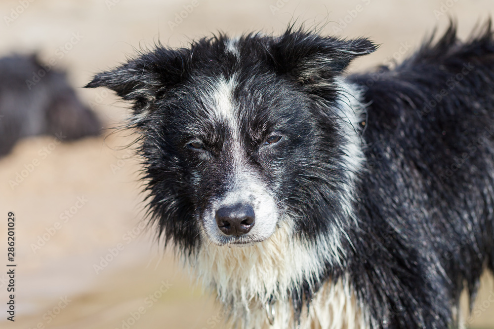 A young border collie dog with wet fur A young border collie dog with wet fur