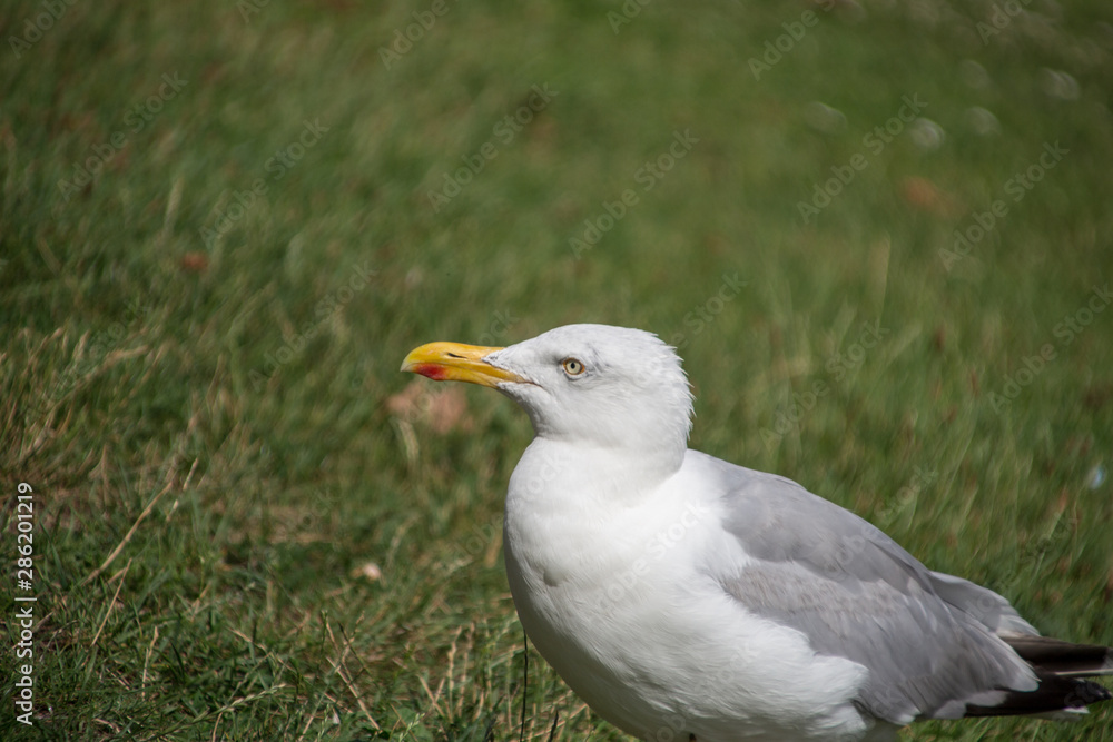 Möwe in Travemünde Möwe in Travemünde