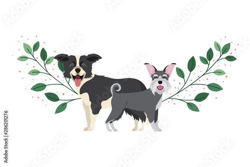 cute and adorable dogs on white background