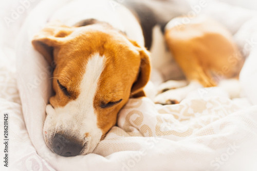 Beagle dog snuggled up and asleep in human bed.
