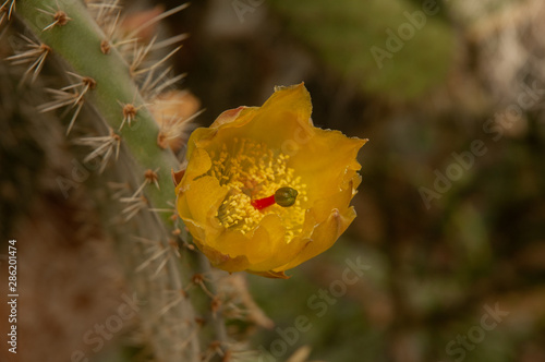 Wild flower macro bloom in spring and summer © prod 2BEREGA