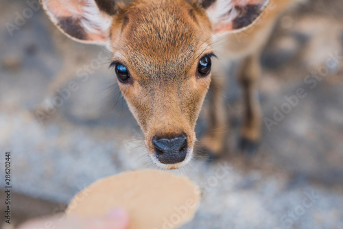 Baby spotted deer being fed a cracker, Nara Park, Japan