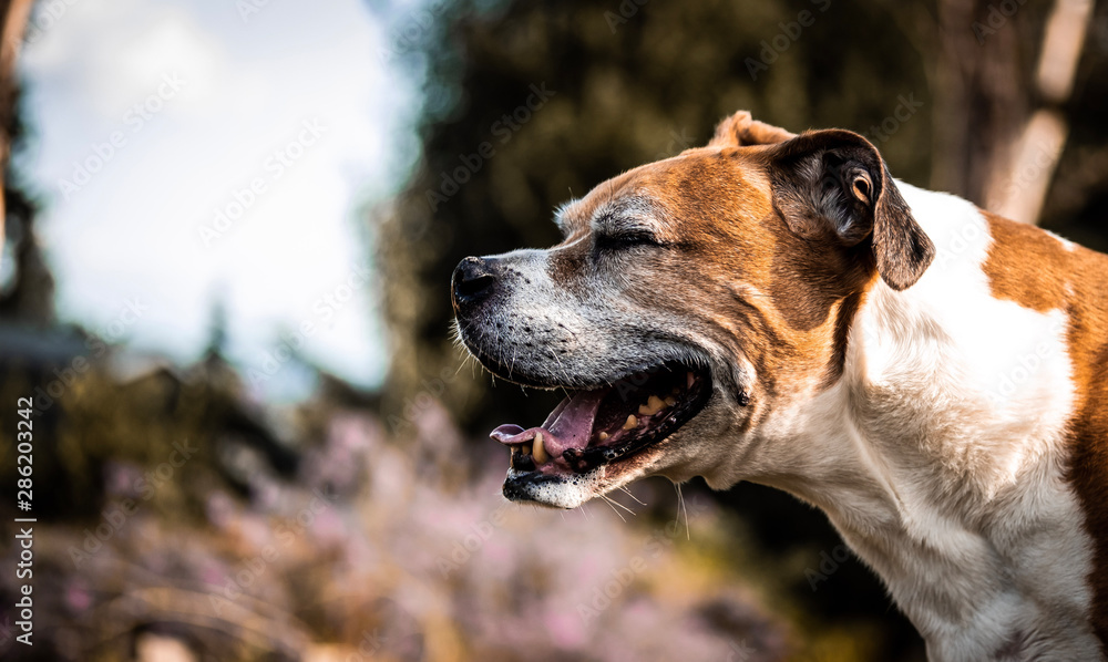 Happy Old Dog Happy Old Dog