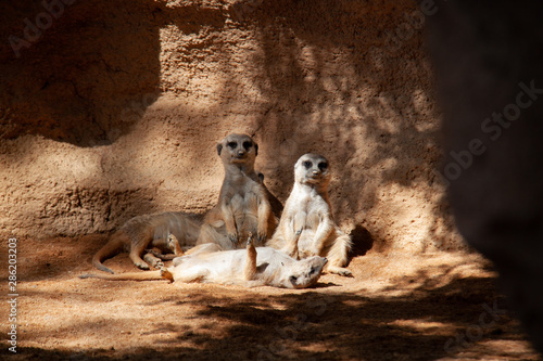 family of meerkats in bioparc Valencia photo