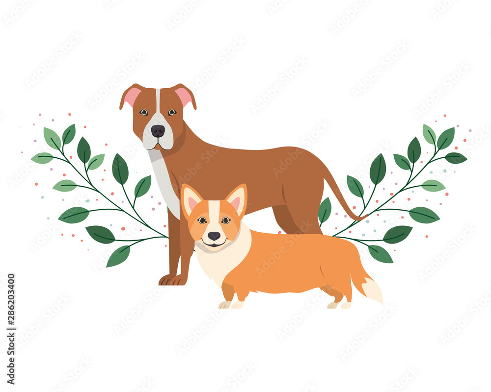 cute and adorable dogs on white background cute and adorable dogs on white background