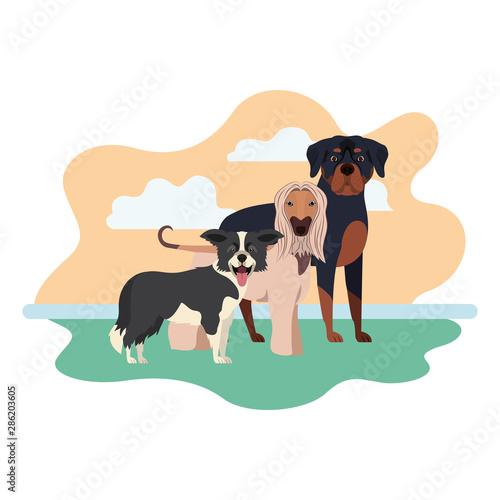 set of adorable dogs on white background