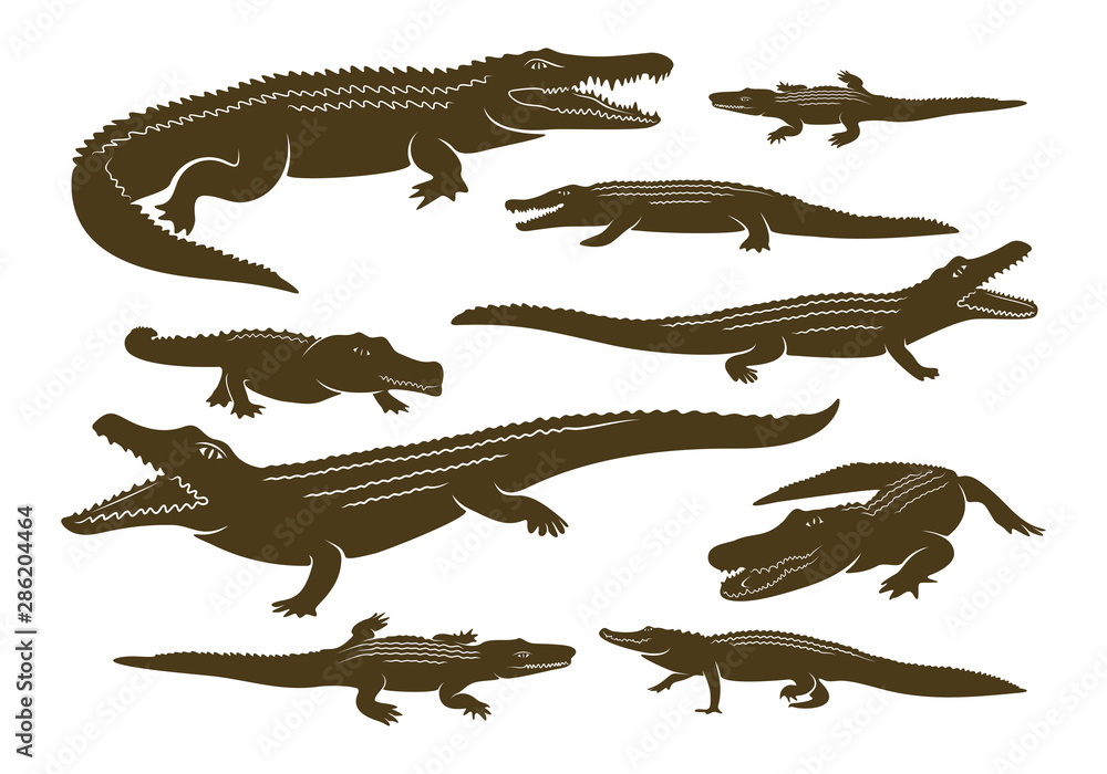 Naklejka premium Zestaw wektor Logo krokodyla. Szablon godło aligatora ilustracja