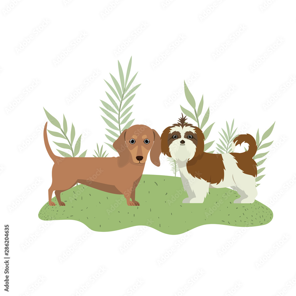 cute and adorable dogs on white background cute and adorable dogs on white background