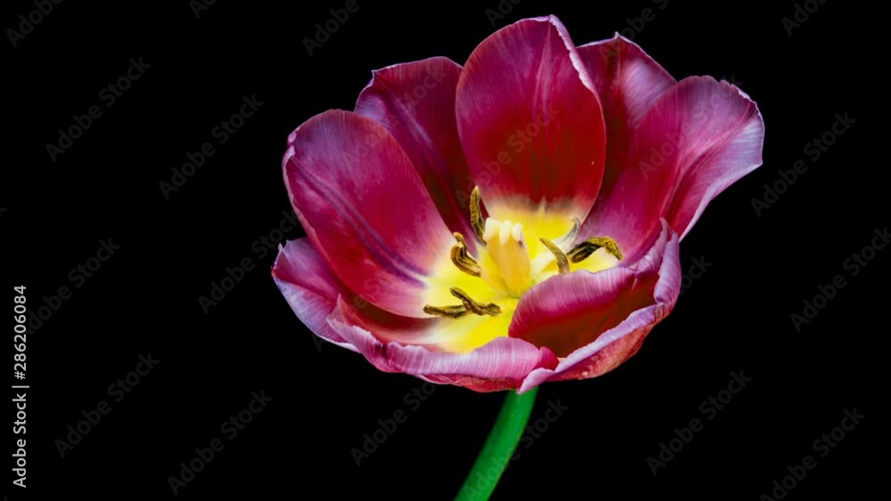 Timelapse of red tulip flower blooming on black background, Timelapse of red tulip flower blooming on black background,