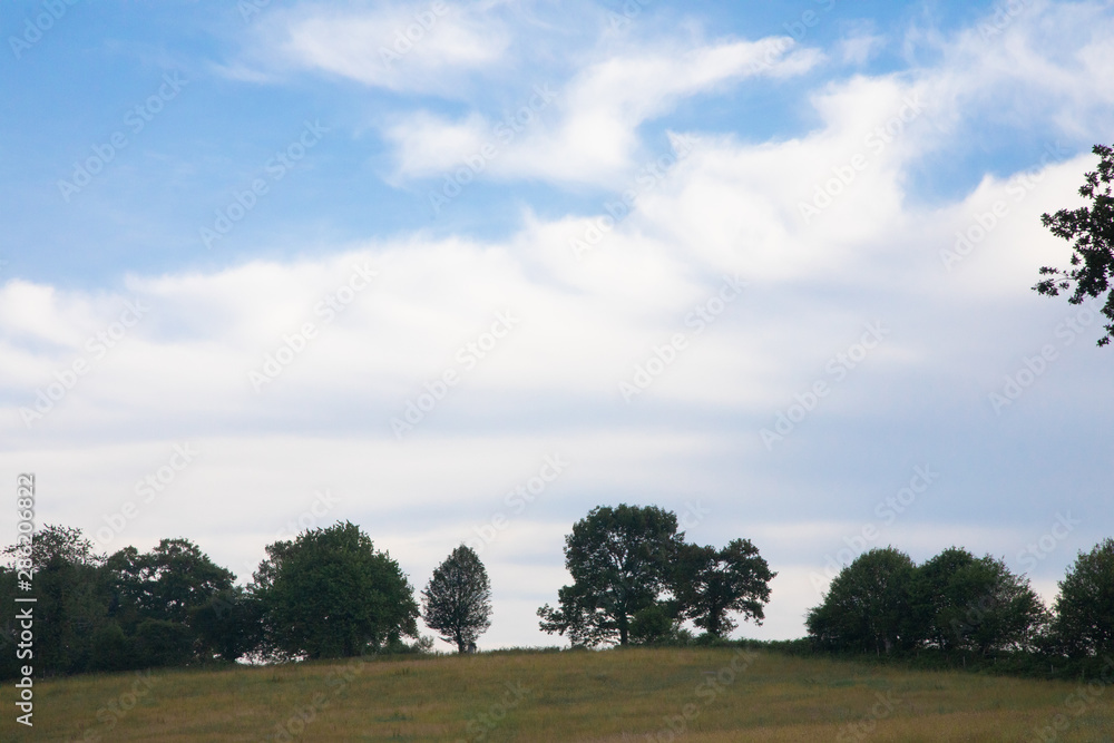 Wide blue sky with white clouds and lower border of trees and grass Wide blue sky with white clouds and lower border of trees and grass