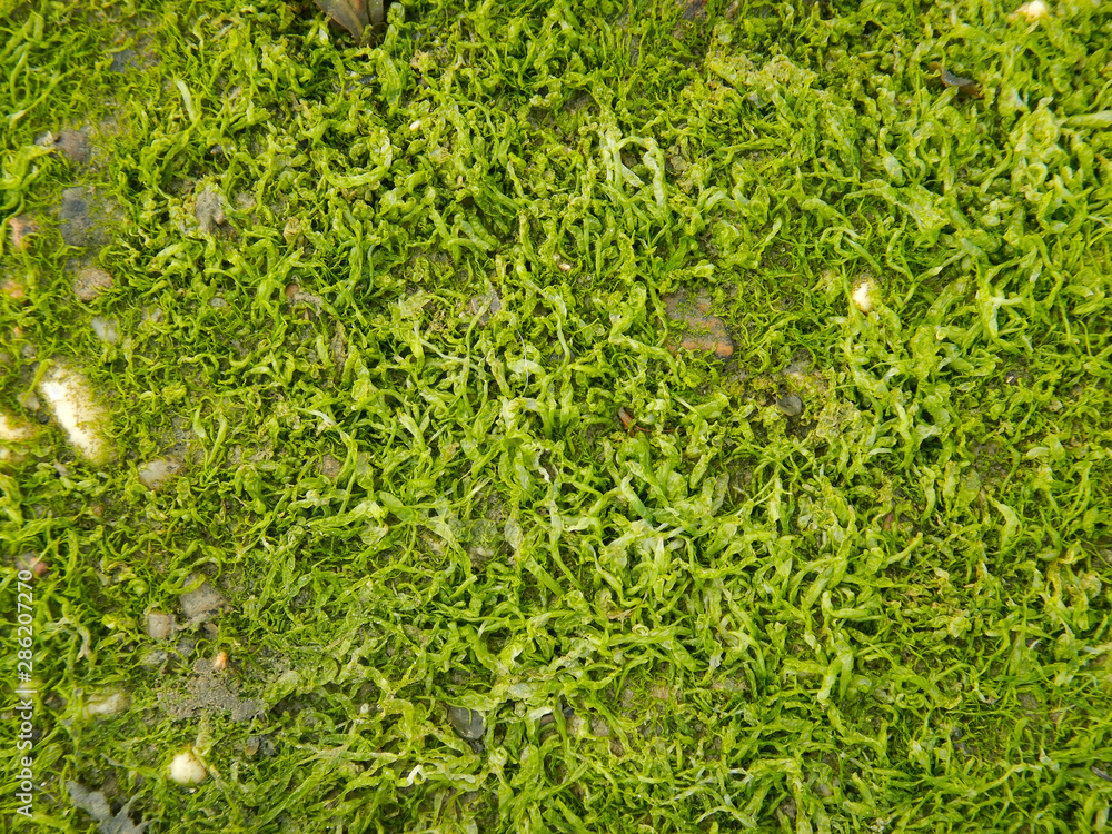 Nahaufnahme von Algen an der Nordsee Nahaufnahme von Algen an der Nordsee