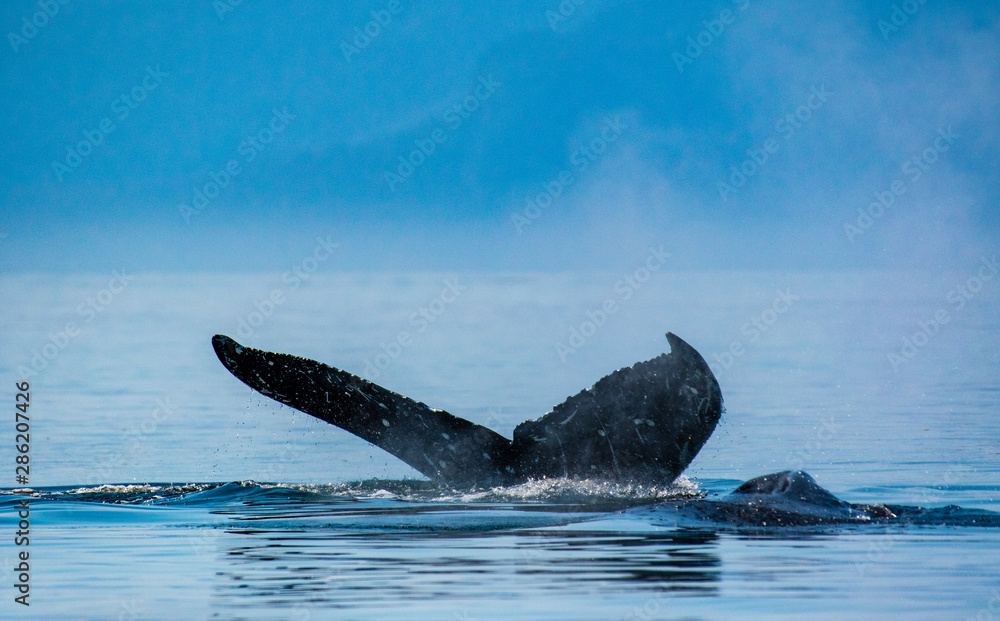 Fototapeta premium A humpback whale fluke seen against the Alaskan wilderness