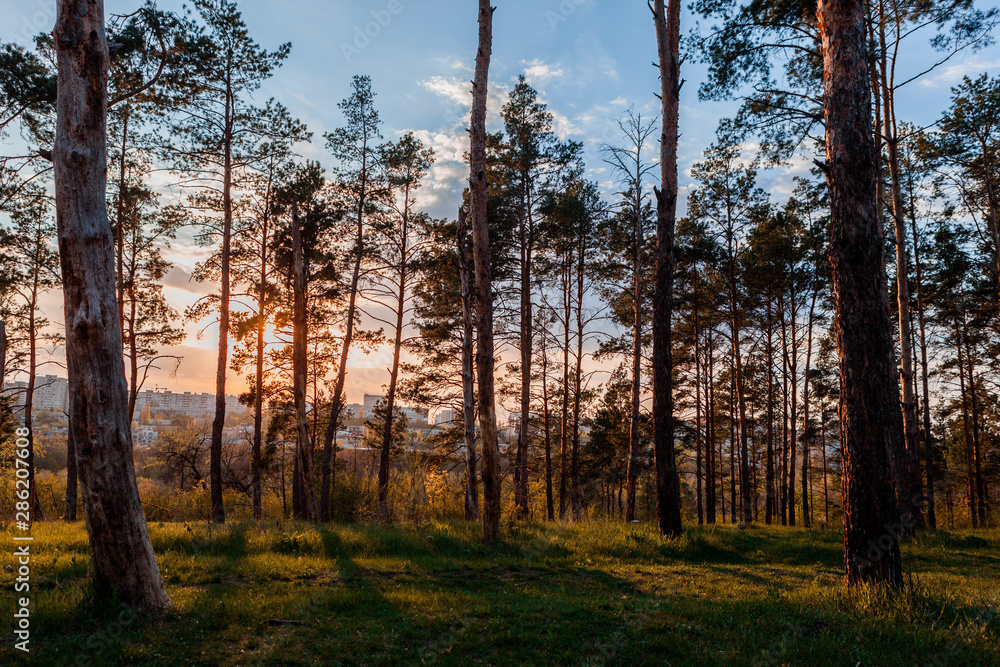 Fototapeta premium Beautiful view of a forest at sunrise.