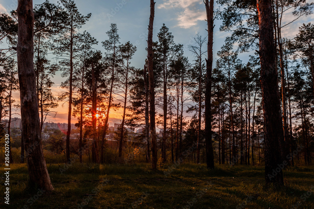 A sunrise viewed from a the forest. A sunrise viewed from a the forest.