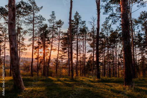 A forest with a city in background at sunrise.