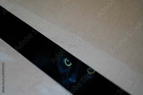 Black cat hiding in box