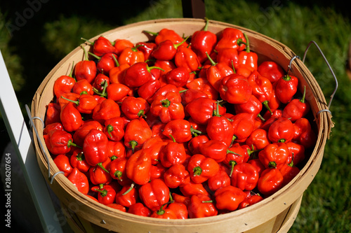Bushel Basket of red hot peppers