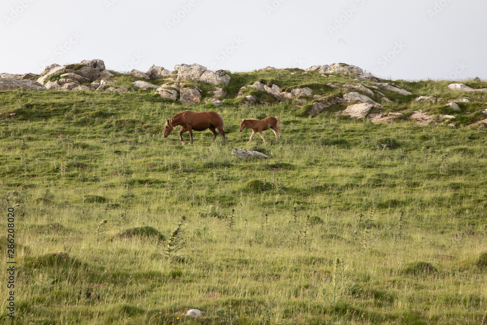 Mountain field with mare and colt Mountain field with mare and colt