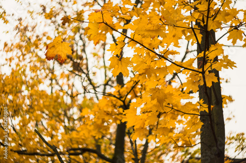Yellow maple leaves on a blurred background. Autumn background. Soft focus  defocused