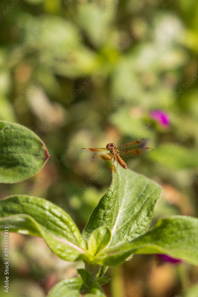Dragonfly on green leaf, close-up Dragonfly on green leaf, close-up