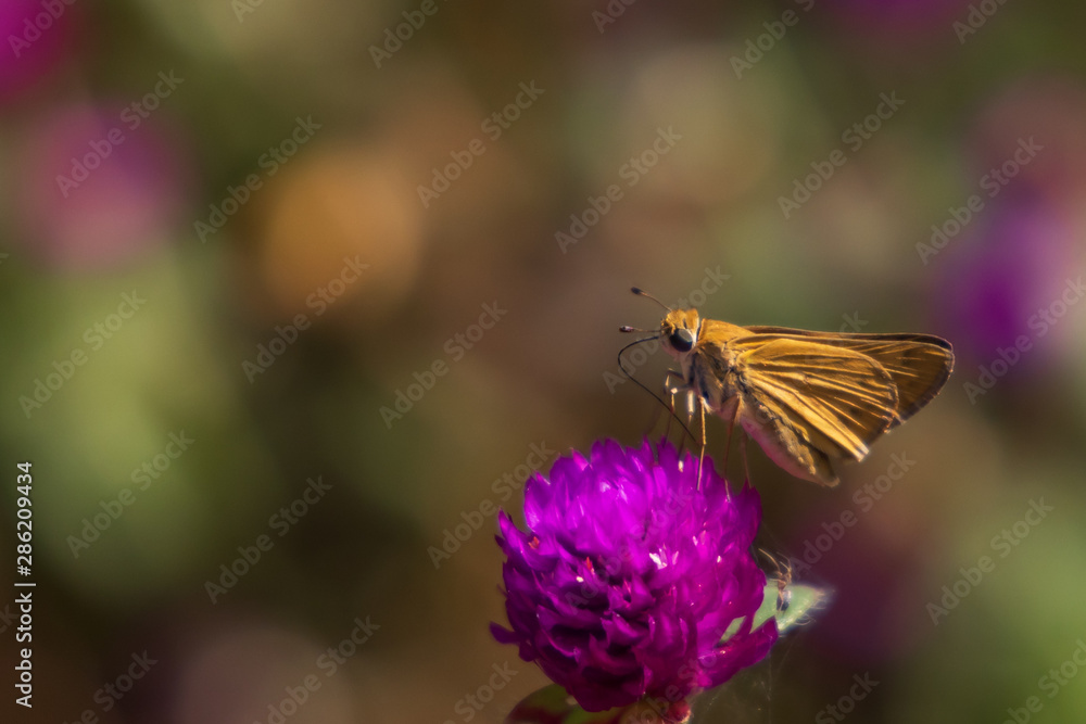 Skipper on purple flowers, butterfly close-up Skipper on purple flowers, butterfly close-up