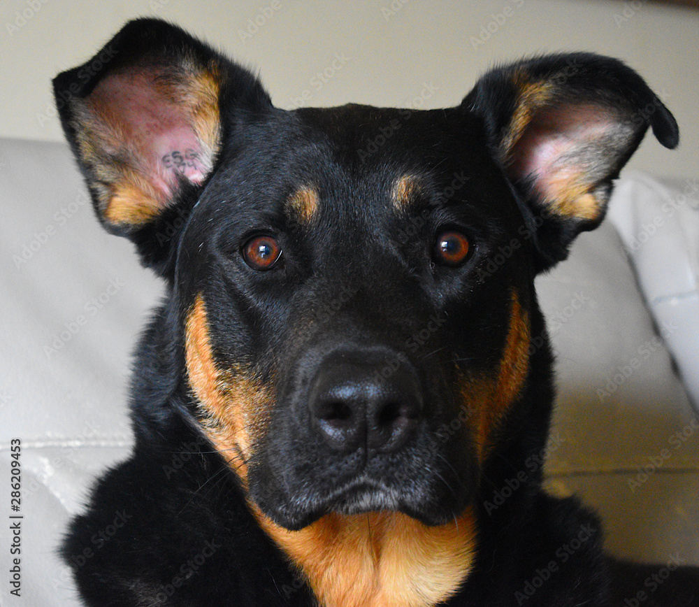 National dog day - Diesel National dog day - Diesel