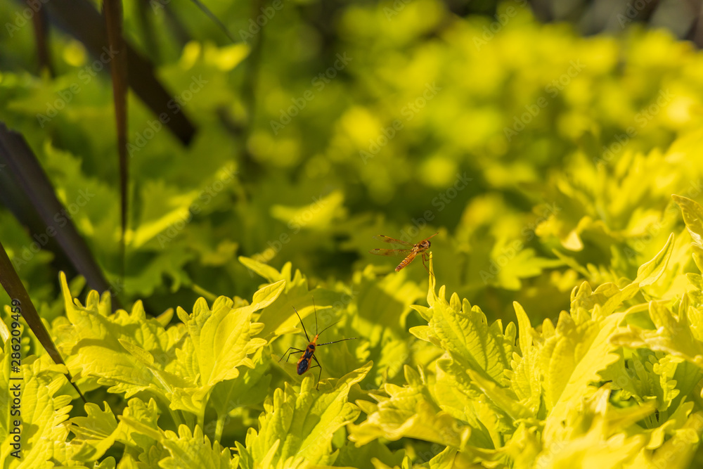 Dragonfly on green leaf, close-up Dragonfly on green leaf, close-up