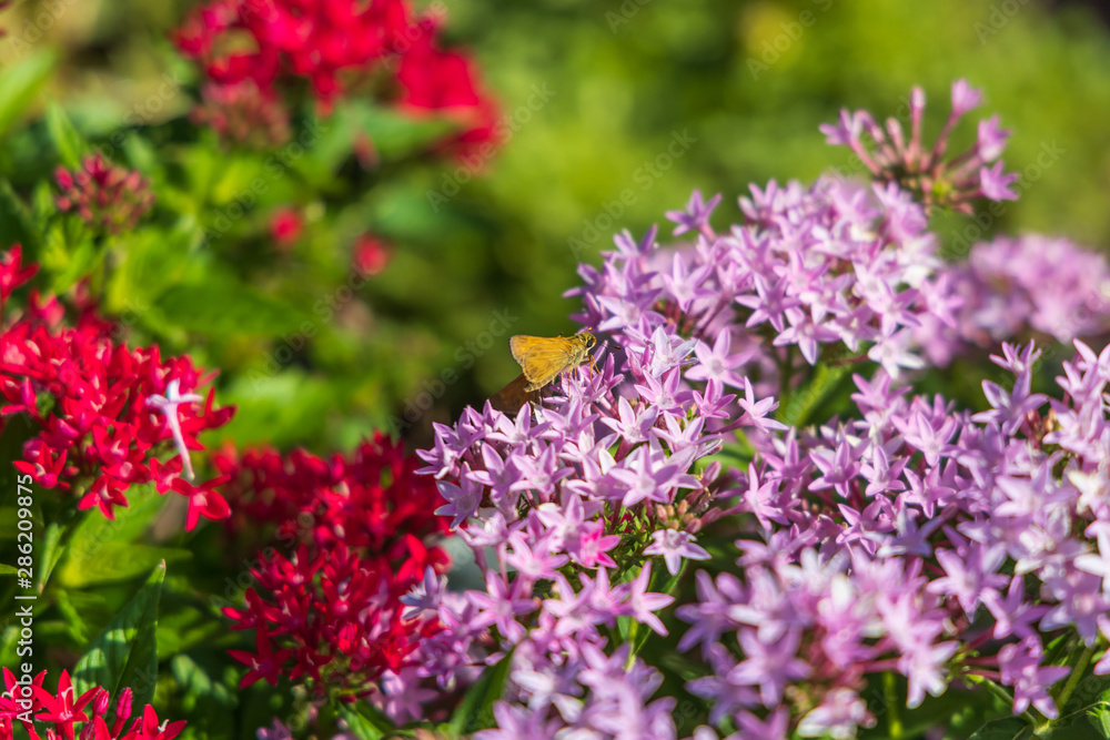 Crossline Skipper sitting on purple flowers Crossline Skipper sitting on purple flowers