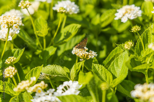 Fiery Skipper, butterfly sitting on white flowers, close-up photo