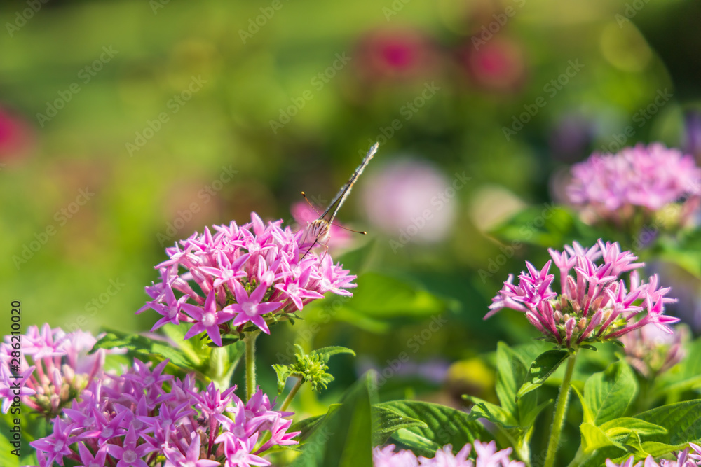 Painted Lady butterfly on pink Pentas, close-up Painted Lady butterfly on pink Pentas, close-up