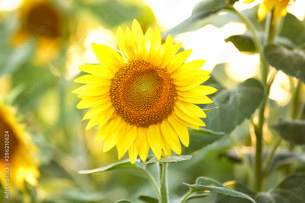 Beautiful blooming sunflower in field Beautiful blooming sunflower in field