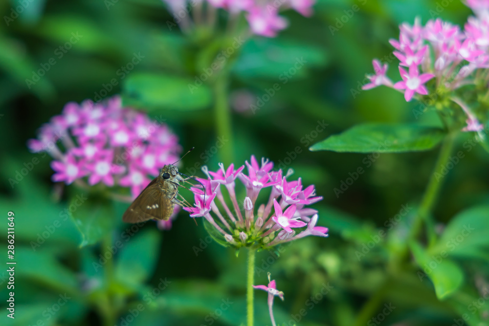 Obraz premium Brazilian Skipper on purple flowers, butterfly close-up 