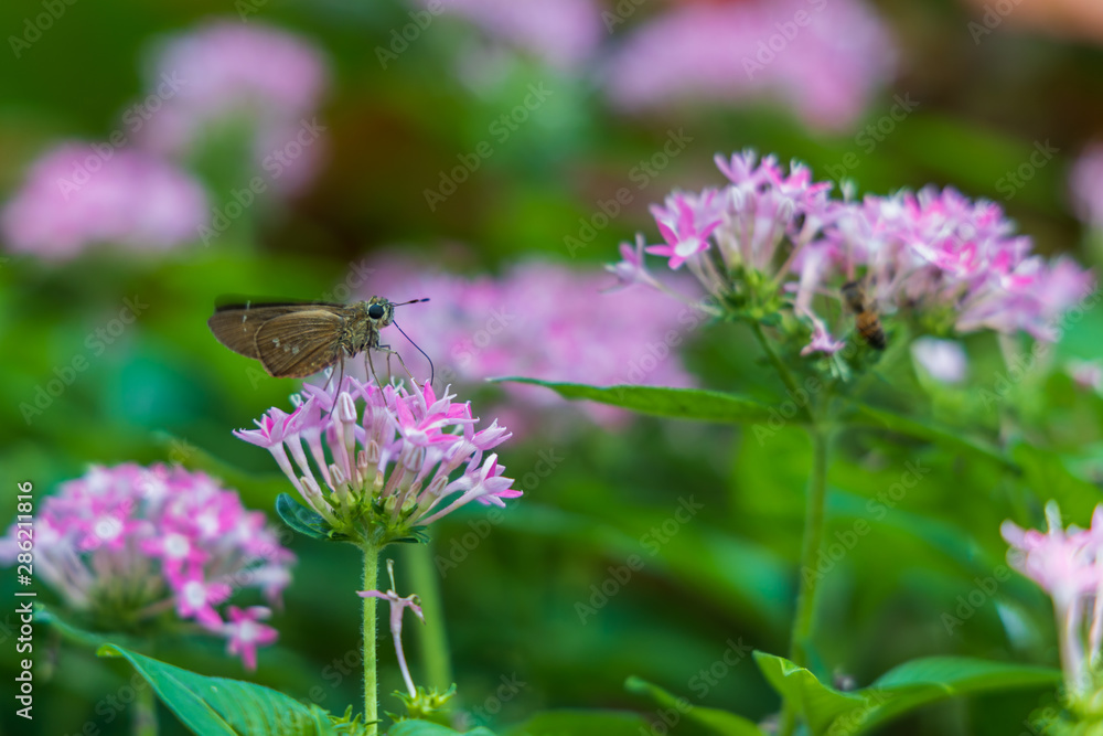 Brazilian Skipper on purple flowers, butterfly close-up Brazilian Skipper on purple flowers, butterfly close-up