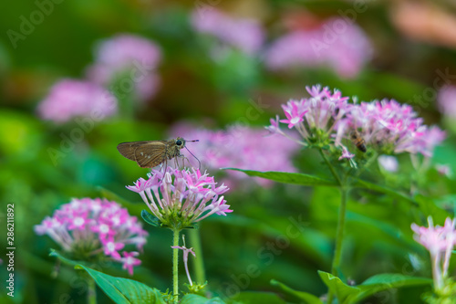 Brazilian Skipper on purple flowers, butterfly close-up 