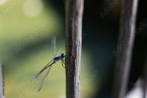 Blue Dasher dragonfly close-up