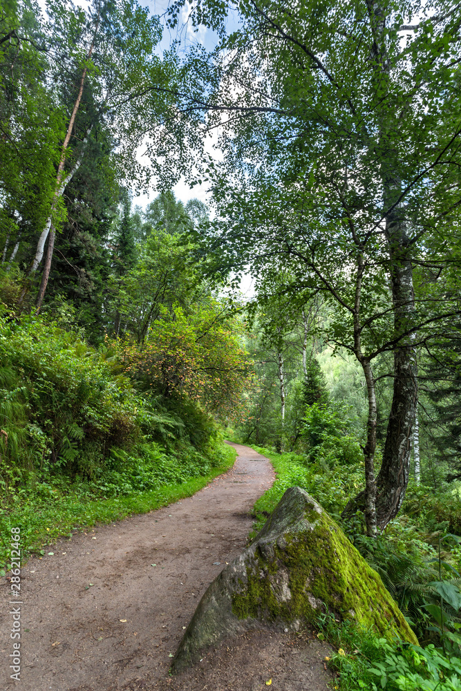 road through the forest to the mountains road through the forest to the mountains