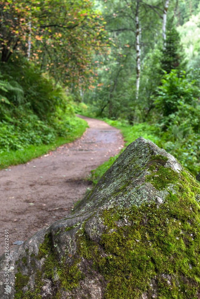 road through the forest to the mountains road through the forest to the mountains