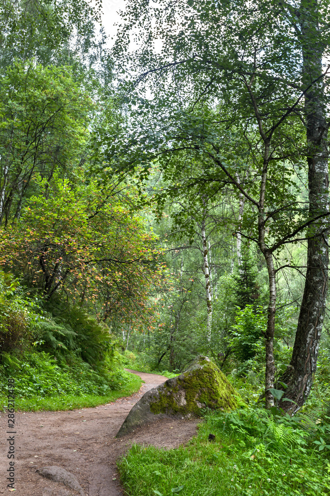 Obraz premium road through the forest to the mountains