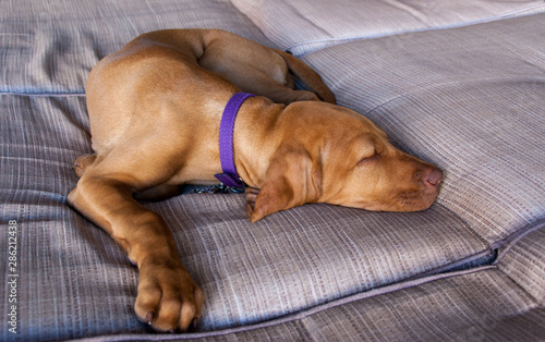 Portrait of an adorable little brown puppy vizsla and its foot sleeping comfortably and relaxed over a grey brown couch