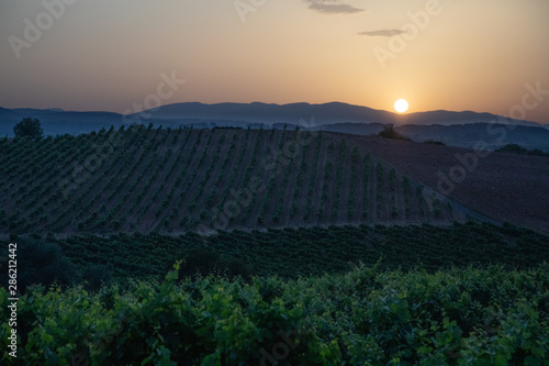Grape vines with sun peaking over the mountains
