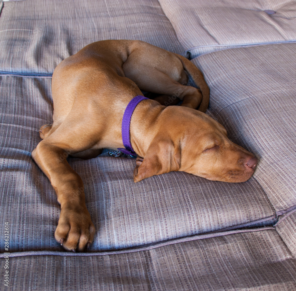 What Do Vizsla Like To Sleep On