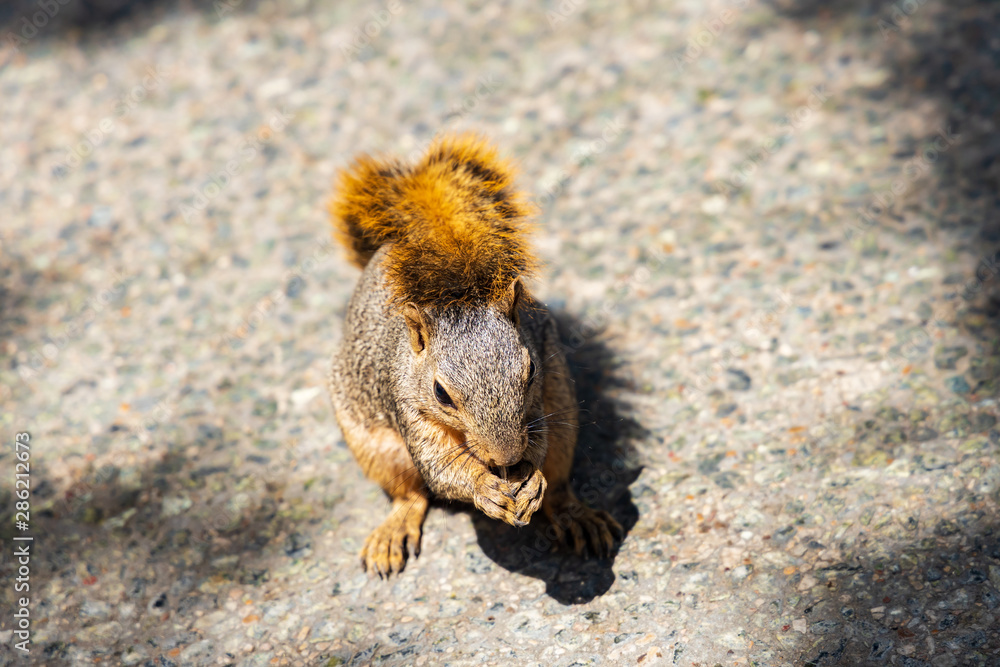 Squirrel sitting in the sun eating a seed, close-up Squirrel sitting in the sun eating a seed, close-up