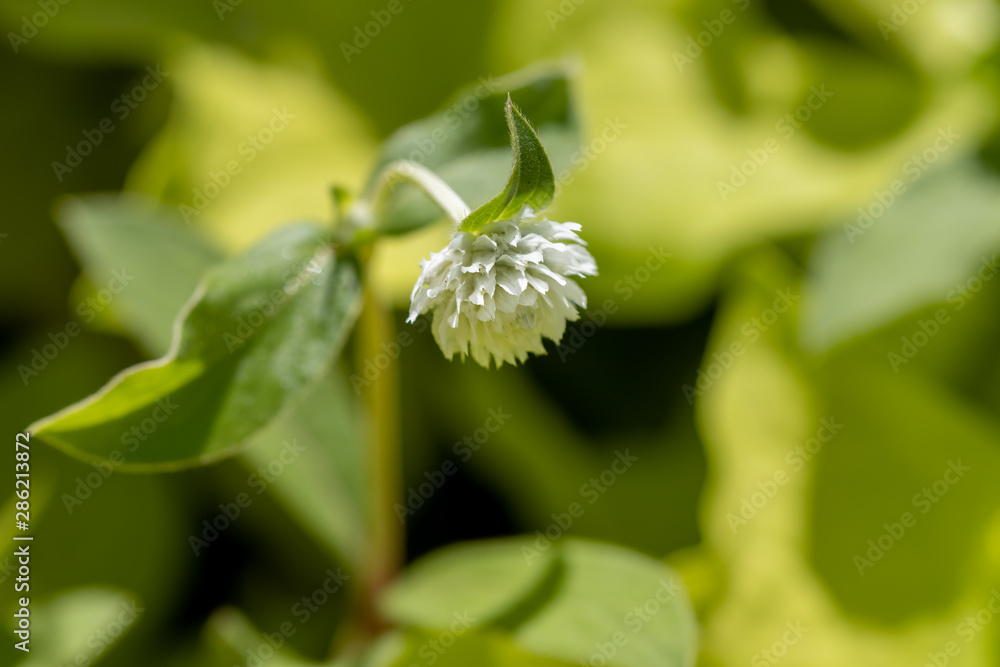 White globe-shaped flower with green background, close-up White globe-shaped flower with green background, close-up